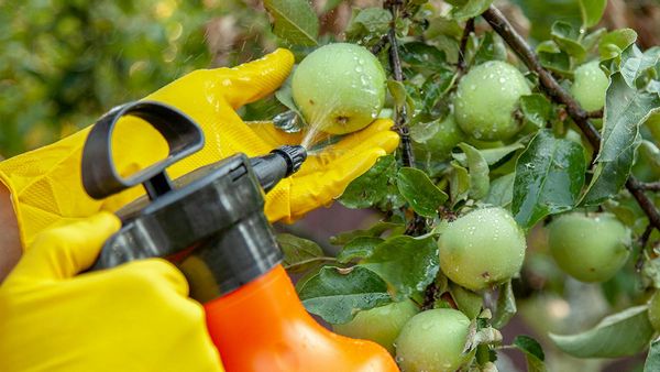 Как защитить яблони и груши от вредителей?