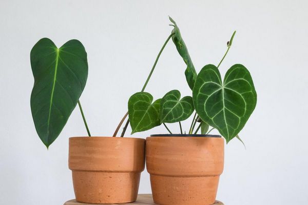 Комнатные растения для защиты нашего здоровья