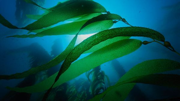 Морские водоросли в косметологии